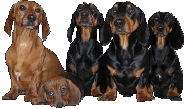 Dachshunds sitting