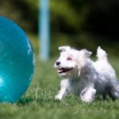 Treibball- terrier