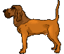 blood Hound air scenting