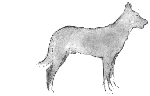 white dog